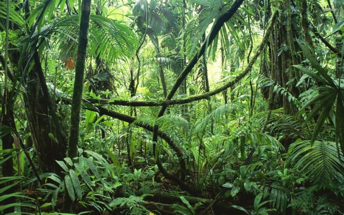 Limiting factors of the tropical rainforest