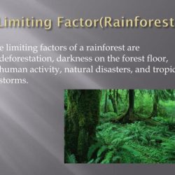 Limiting factors of the tropical rainforest