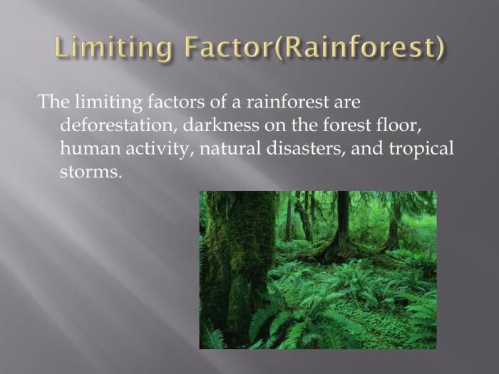 Limiting factors of the tropical rainforest