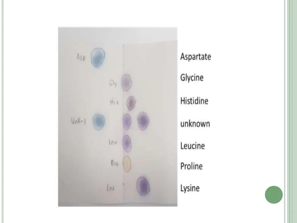 Electrophoresis gel results interpret genotype has show taster been solved phenotype indicate provided tt transcribed problem text help answers